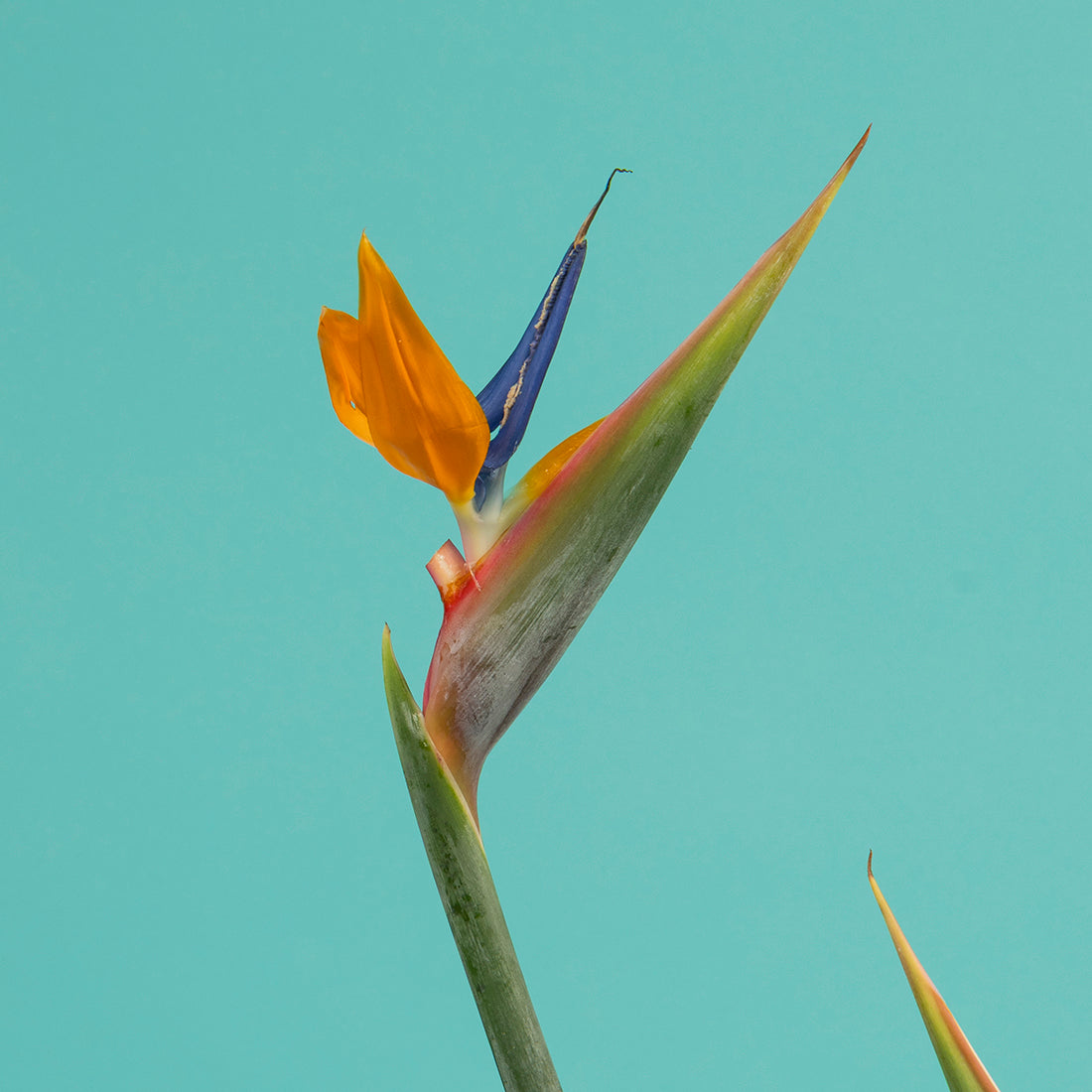 Bird of Paradise Edition