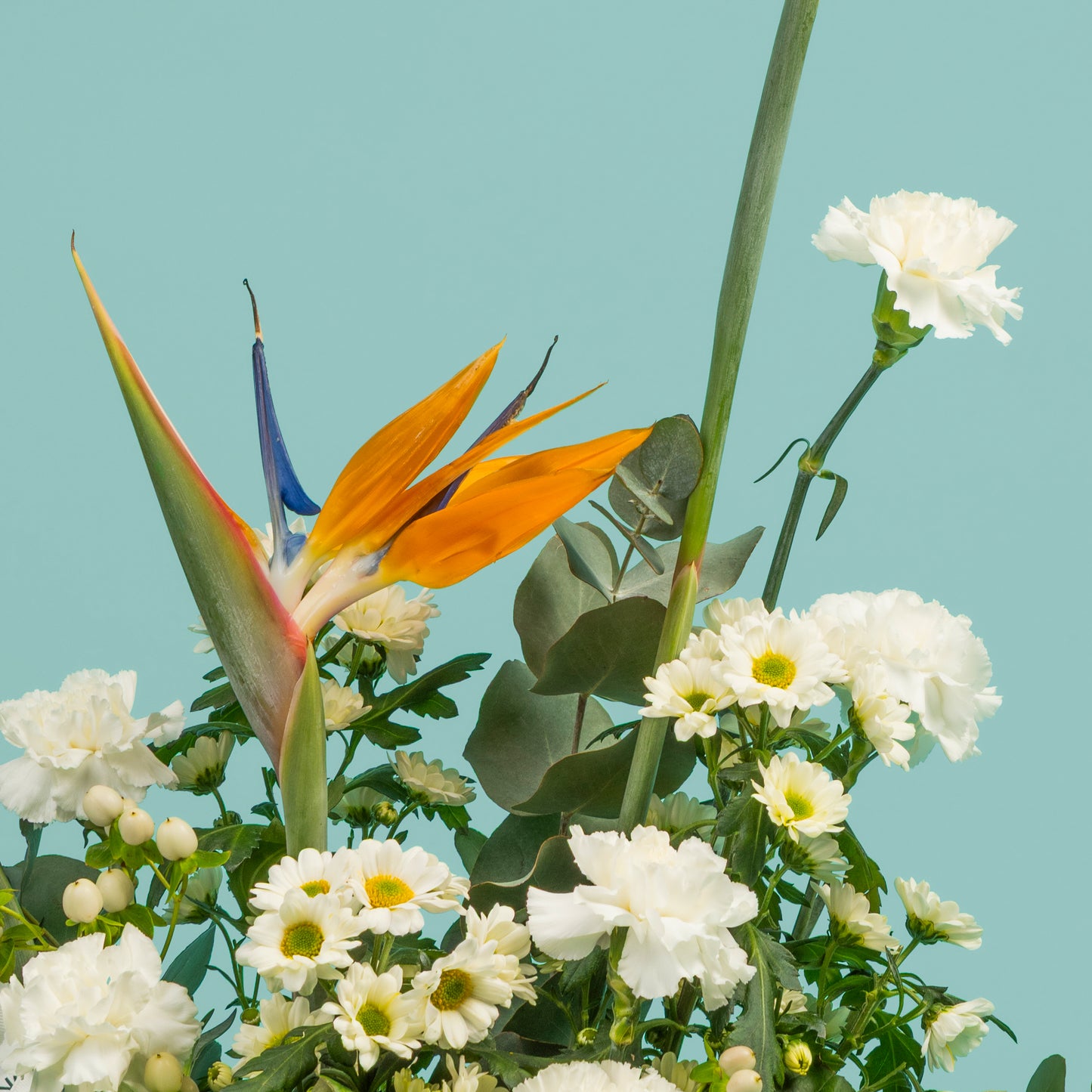 Bird of Paradise Edition
