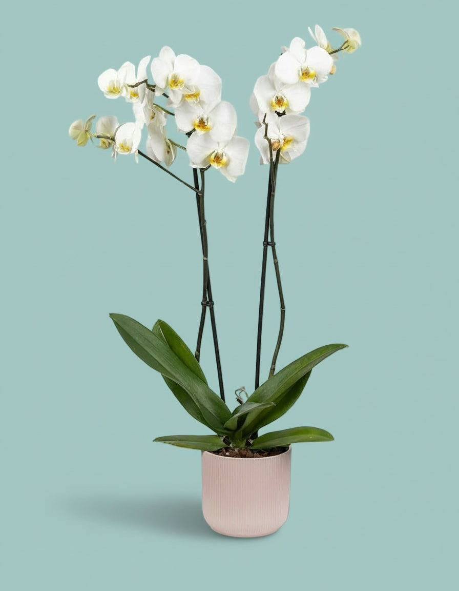 Orchid Plant