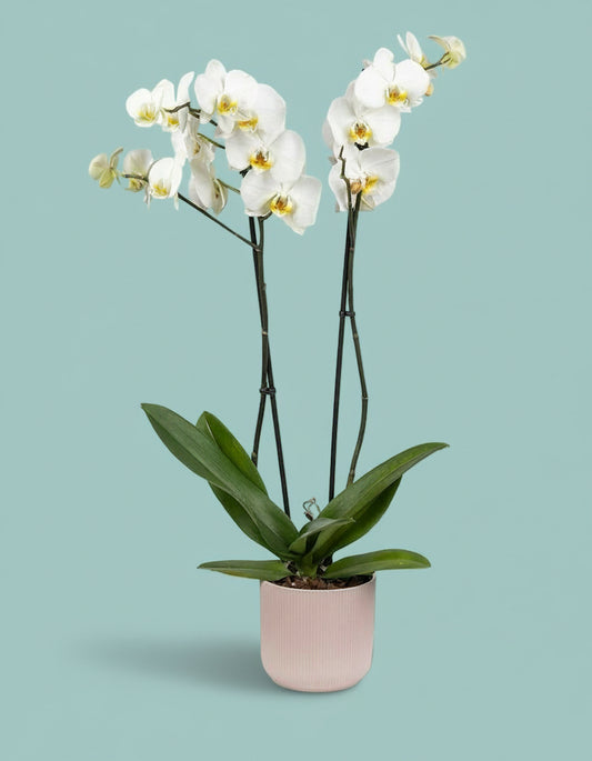 Orchid Plant