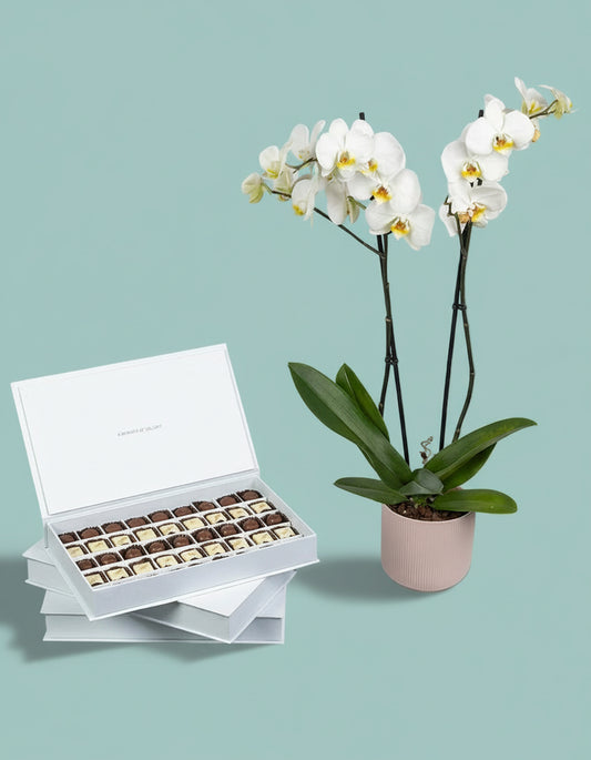 Orchid Choco Bliss