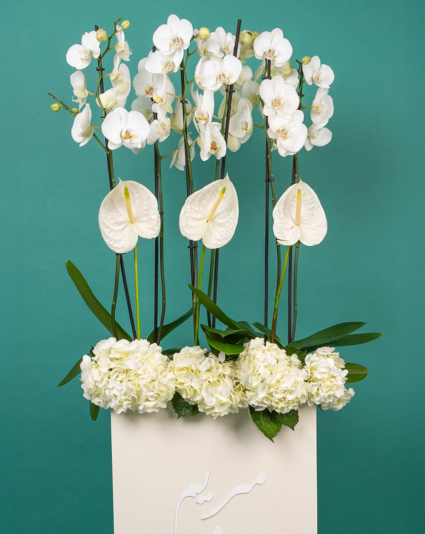 Orchid Luxe Edition