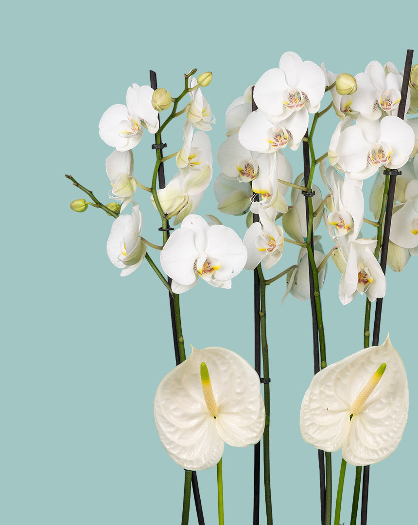 Orchid Luxe Edition